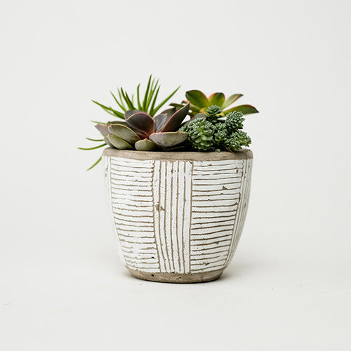 Medium Ancient Art Succulent
